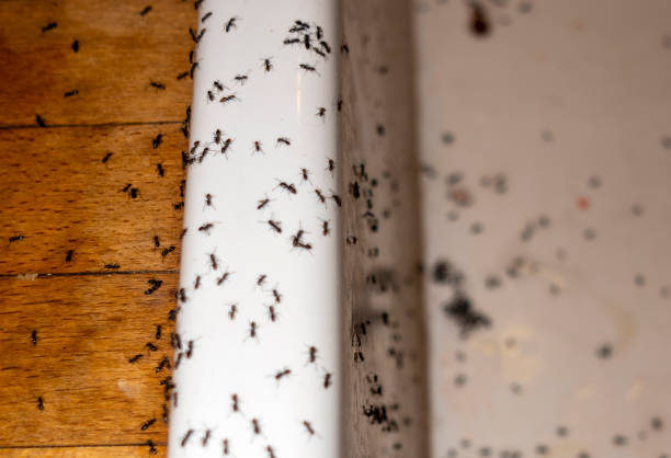 Spider Control Near Me in Liberty, NC